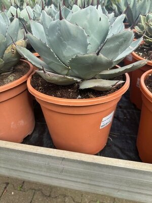 Agave parryi 'Truncata', pot 24 cm