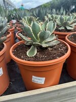 Agave potatorum 'Variegata', pot 24 cm