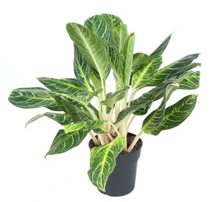 Aglaonema Key Lime, pot 24, h 70 cm