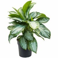 Aglaonema Silver Bay P24