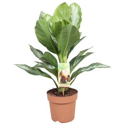 Aglaonema  'Silver Bay, pot 17 cm, h 60 cm