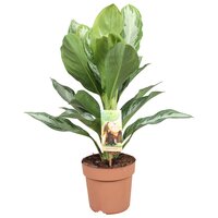 Aglaonema  'Silver Bay, pot 17 cm, h 60 cm