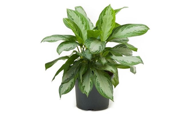 Aglaonema Silver Bay, pot 17 cm, h 60 cm