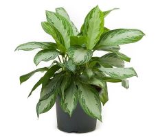 Aglaonema Silver Bay, pot 17 cm, h 60 cm