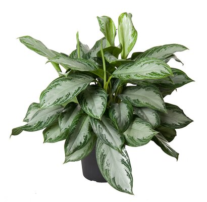 Aglaonema Silver Bay, pot 24 cm, h 60 cm - afbeelding 1