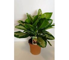 Aglaonema Silver Bay, pot 24 cm, h 60 cm - afbeelding 2