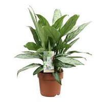 Aglaonema Silver Queen P17