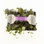 Ajuga reptans 'Atropurpurea', 6 pack, draagtray - afbeelding 3