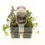 Ajuga reptans 'Atropurpurea', 6 pack, draagtray - afbeelding 2