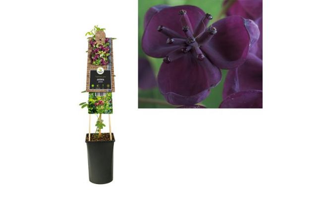 Akebia quinata, klimplant in pot - afbeelding 1