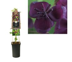 Akebia quinata, klimplant in pot - afbeelding 1