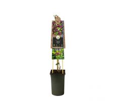 Akebia quinata, klimplant in pot - afbeelding 2