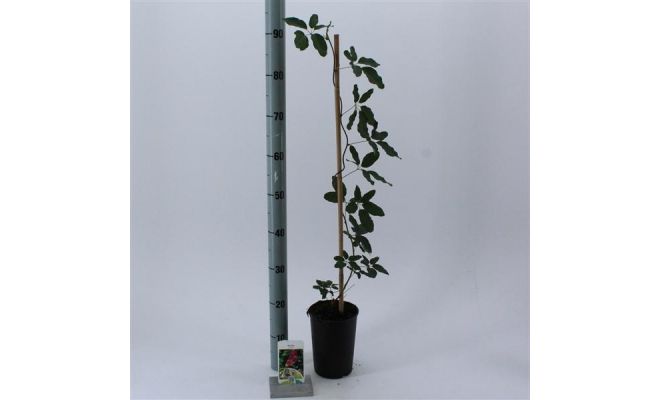 akebia quinata s-pot 4stok, klimplant in pot