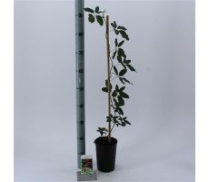 akebia quinata s-pot 4stok, klimplant in pot