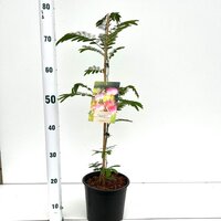 Albizia Julibrissin, p19 cm, h 90cm - afbeelding 1
