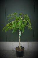 Albizia Julibrissin, p19 cm, h 90cm - afbeelding 2