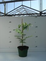 Albizia julibrissin rosea, pot 19 cm, h 70 cm