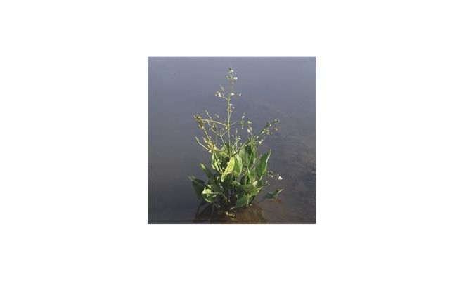 Alisma platago-aquatica P9