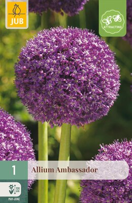 Allium Ambassador, 1 stuks