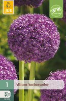 Allium Ambassador, 1 stuks