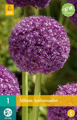 Allium ambassador 1 stuks