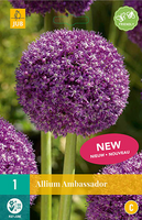Allium ambassador 1st