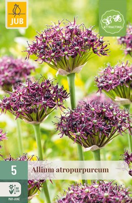 Allium atropurpureum, 5 stuks