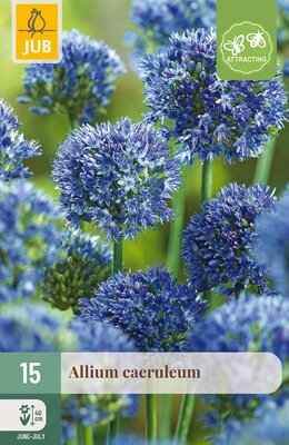 Allium caeruleum, 15 stuks