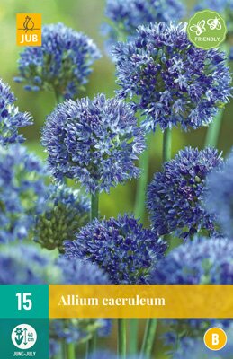 Allium caeruleum 15 stuks