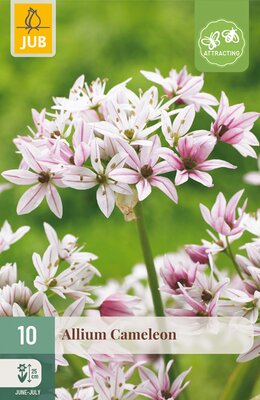 Allium Cameleon, 10 stuks