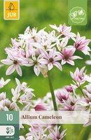 Allium Cameleon, 10 stuks