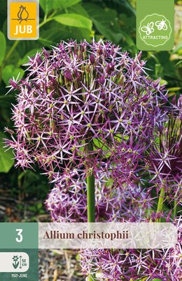 Allium christophii, 3 stuks
