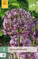 Allium christophii, 3 stuks