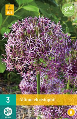 Allium christophii 3 stuks