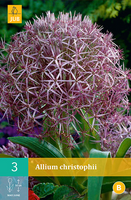 Allium christophii 3st - afbeelding 3