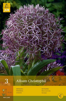 Allium christophii 3st - afbeelding 3