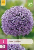 Allium Gladiator, 5 stuks