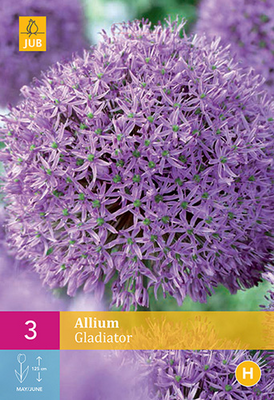Allium gladiator 5st - afbeelding 1