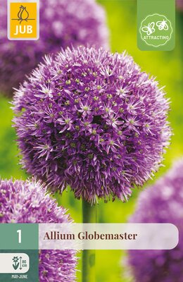 Allium Globemaster, 1 stuks