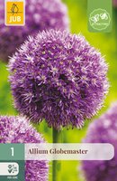 Allium Globemaster, 1 stuks