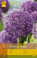 Allium globemaster 1st - afbeelding 3