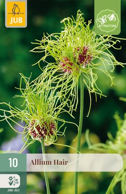 Allium Hair, 10 stuks