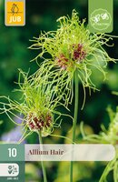 Allium Hair, 10 stuks
