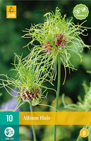 Allium hair 10st - afbeelding 3