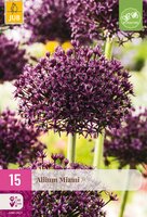 Allium Miami, 15 stuks