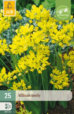 Allium moly, 25 stuks