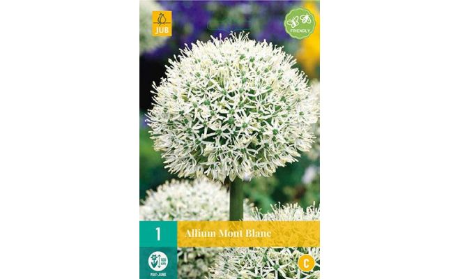 Allium mont blanc 1st - afbeelding 1