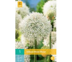 Allium mont blanc 1st - afbeelding 2