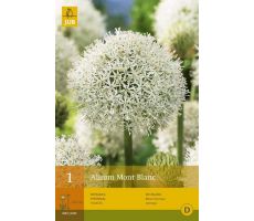 Allium mont blanc 1st - afbeelding 3