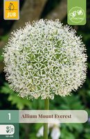 Allium Mount Everest, 1 stuks